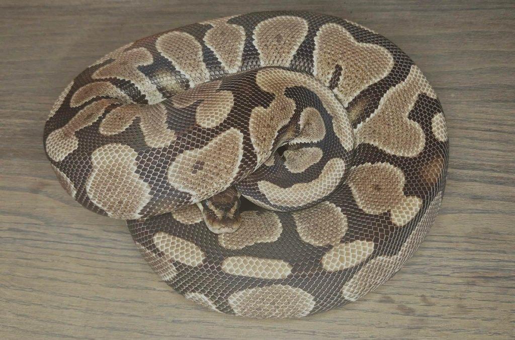 1.1 Gravel het DG (HOUTEN), Dieren en Toebehoren, Reptielen en Amfibieën, Slang, Tam, 3 tot 6 jaar