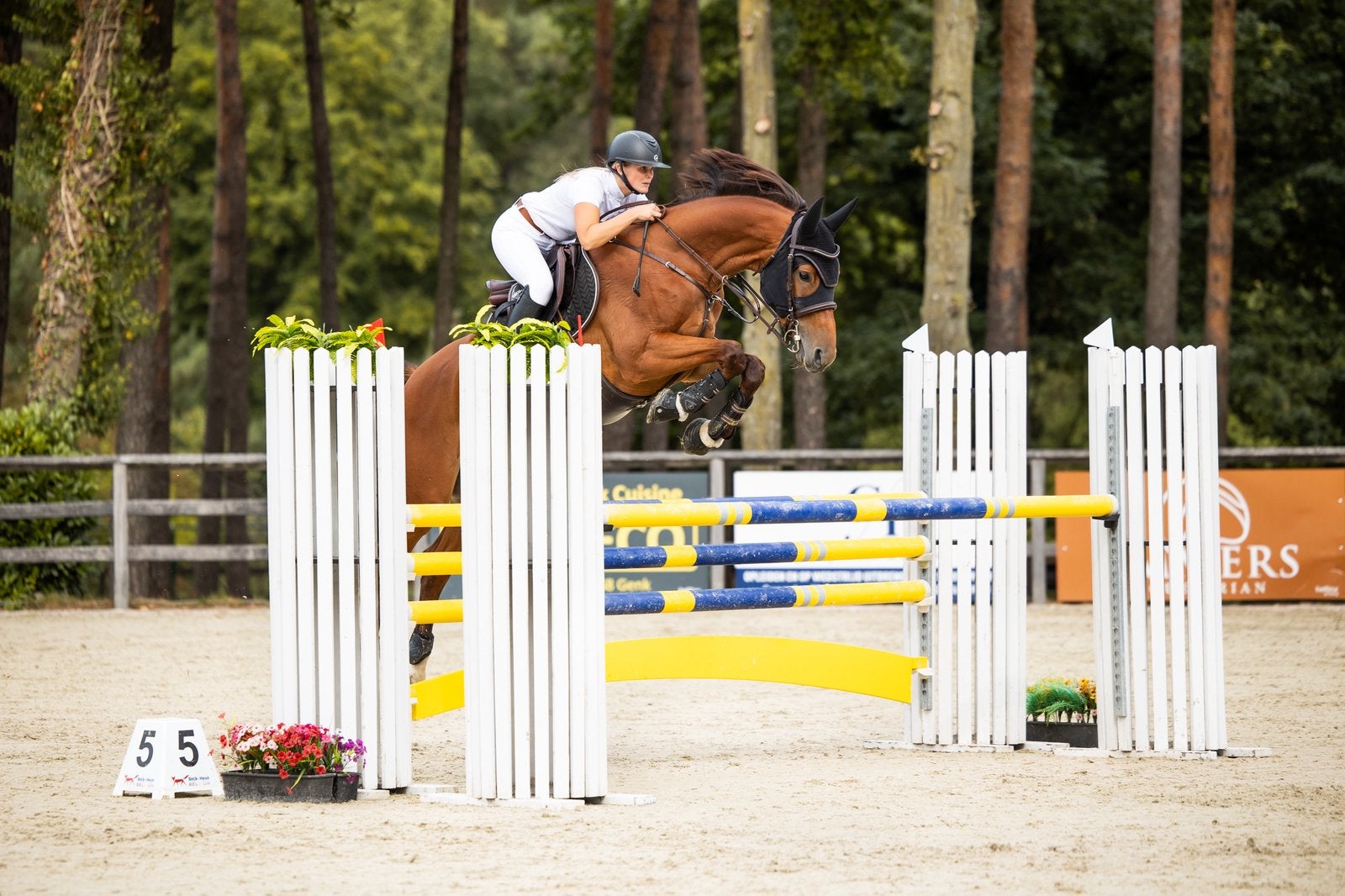 Springmerrie met veel potentieel, M, 165 à 170 cm, Avec pedigree, Cheval de saut