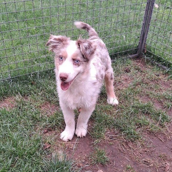Lieve Australische herder pups op boerderij ouders aanwezig, Dieren en Toebehoren, Parvo, België, 15 weken tot 1 jaar, Meerdere