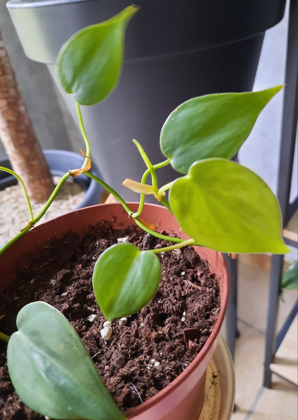 philodendron hederaceum stekje, Huis en Inrichting, Kamerplanten, Ophalen