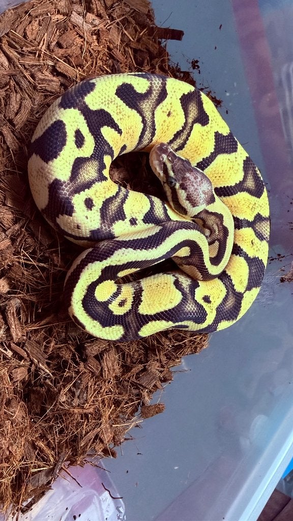 Verschillende ball pythons te koop Ball Python photo 11