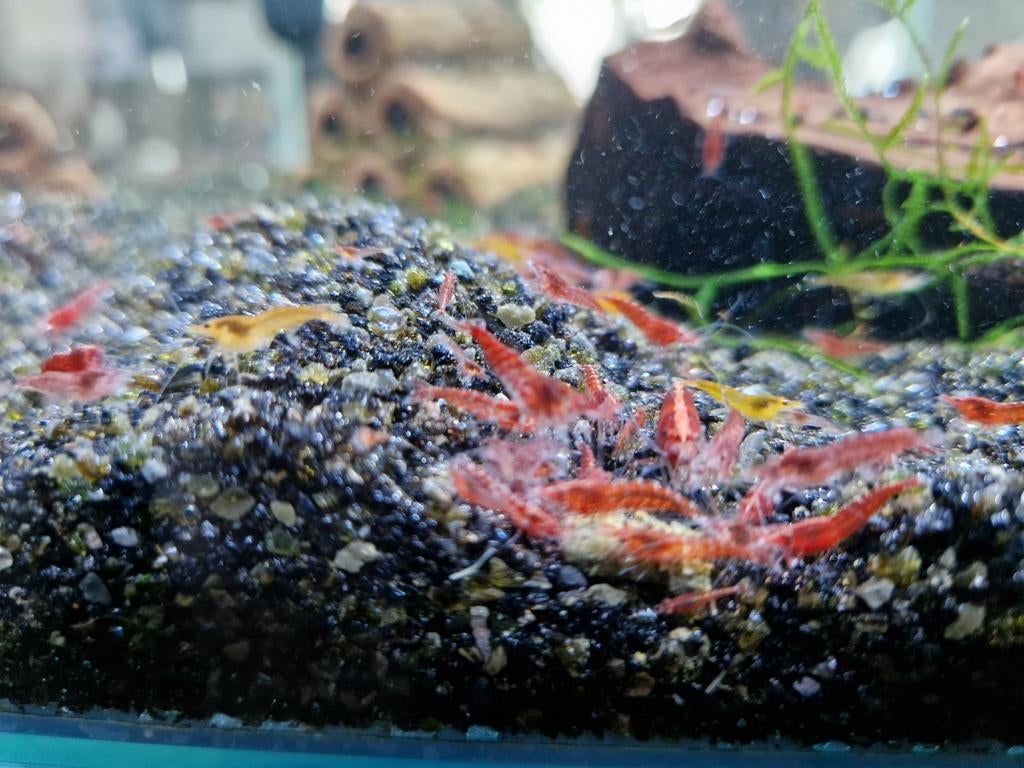 Neocaridina garnalen, Dieren en Toebehoren