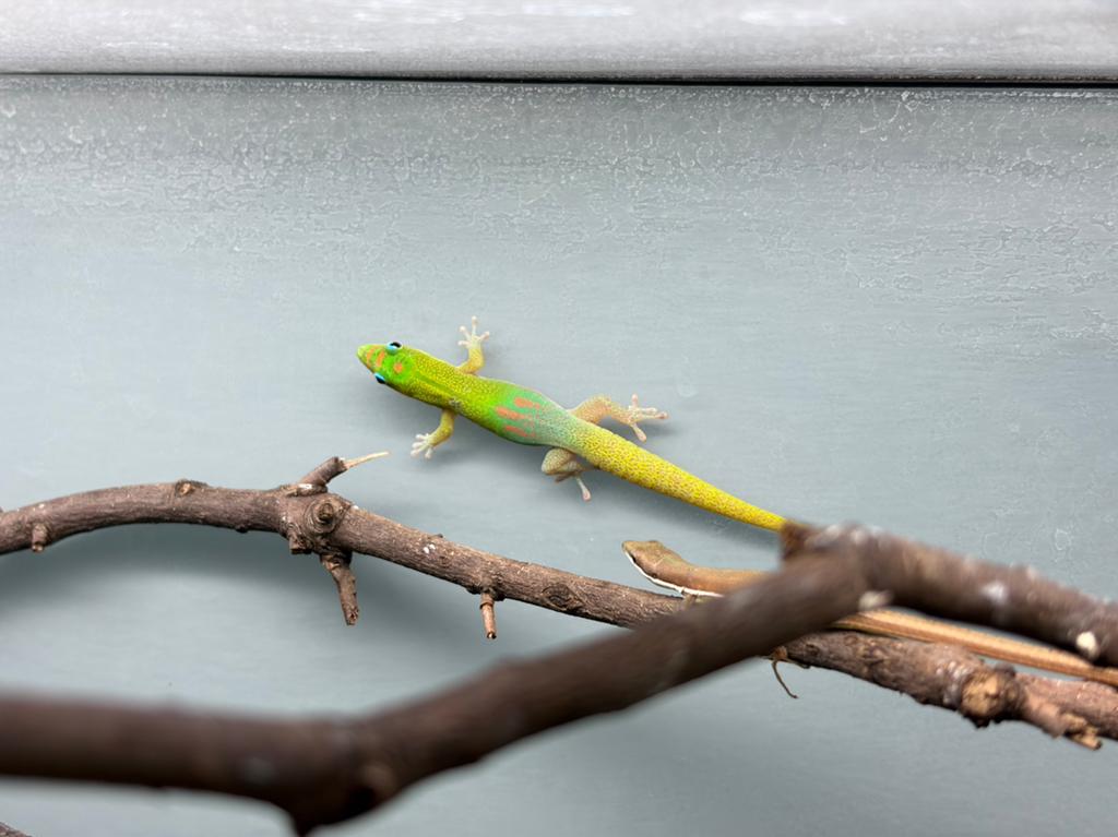 Daggeckos, Hagedis, 0 tot 2 jaar