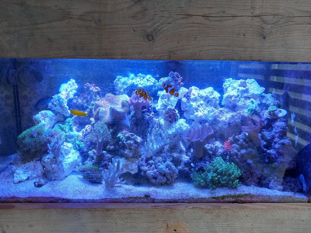 Zeewater Aquarium, Ophalen, Gevuld zeewateraquarium, Gebruikt, Inclusief controller