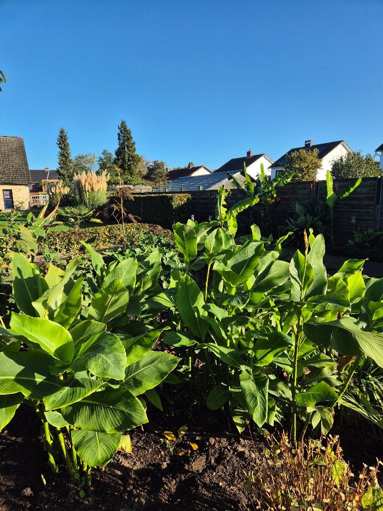 Canna Teurckheimii 25€ voor allemaal,heel de foto 5€per stuk, Jardin & Terrasse, Autres espèces, Plein soleil, Été, Enlèvement