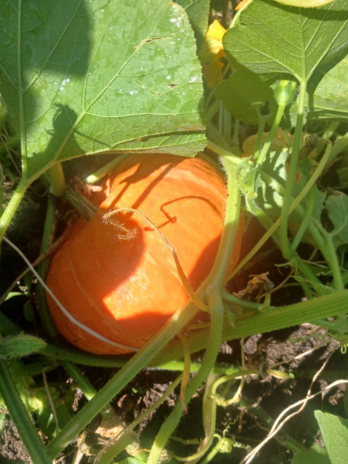 Citrouilles, Animaux & Accessoires, Reptiles & Amphibiens