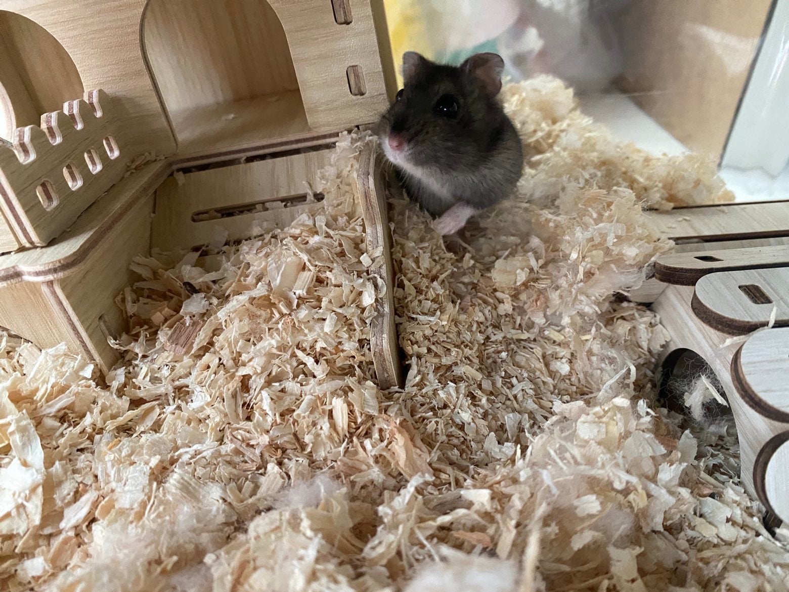 Gratis Dwerghamstertje, Animaux & Accessoires, Rongeurs, Sexe inconnu, Hamster, Mars
