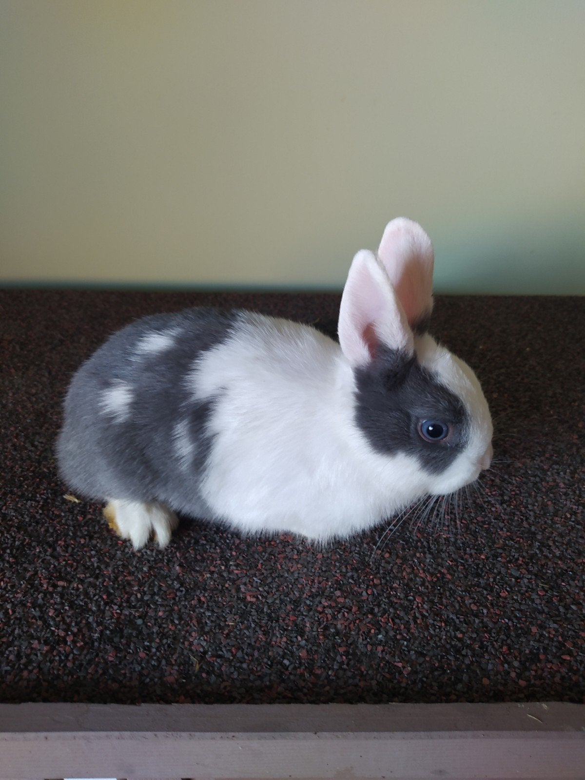 lief, schattig dwergkonijntje zoekt nieuwe, fijne thuis, Mannelijk, Dwerg, 0 tot 2 jaar