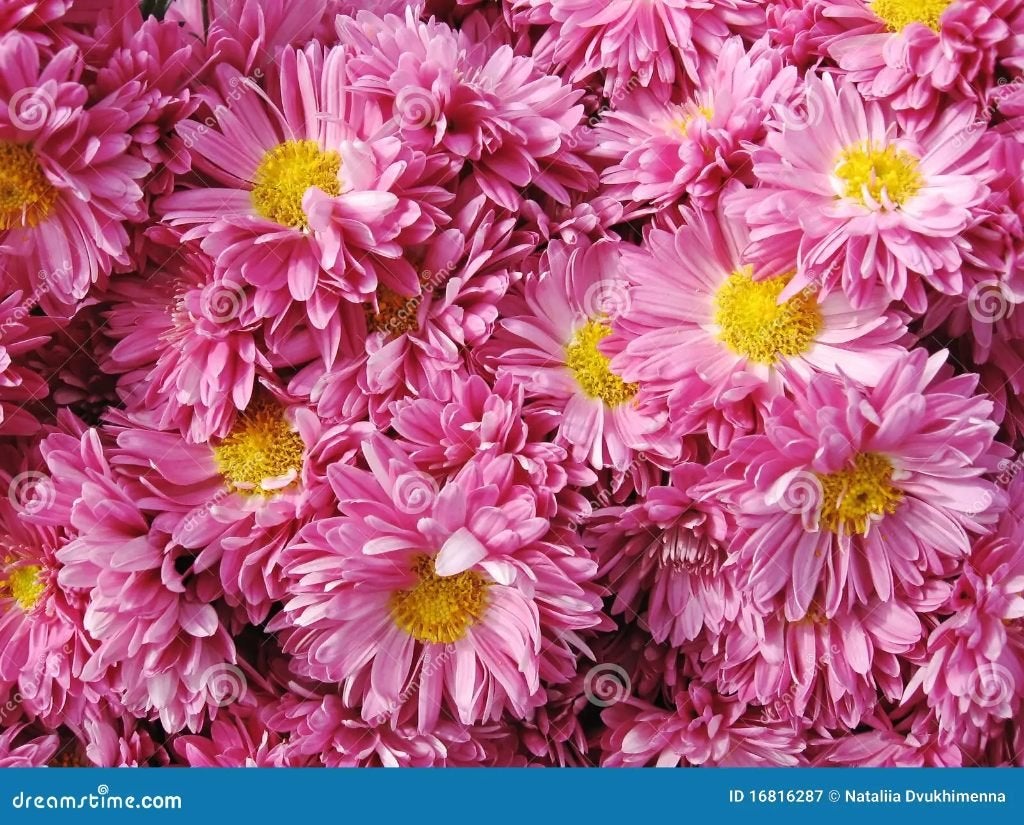 chrysant, aster, crocosmia, iris, margriet, scharnierbloem, Tuin en Terras, Ophalen, Zomer, Vaste plant, Kruiden
