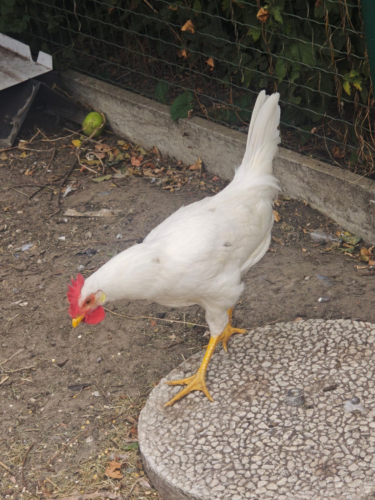 2 jonge hanen leghorn raszuiver