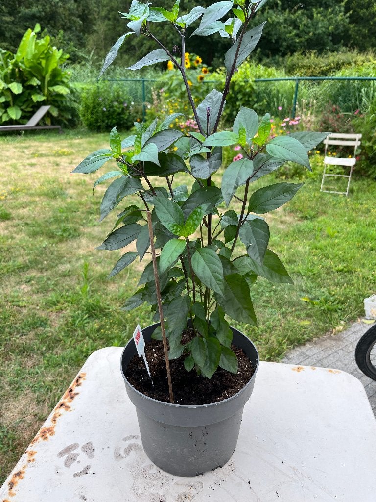 Paprika plant 50 cm, Ophalen