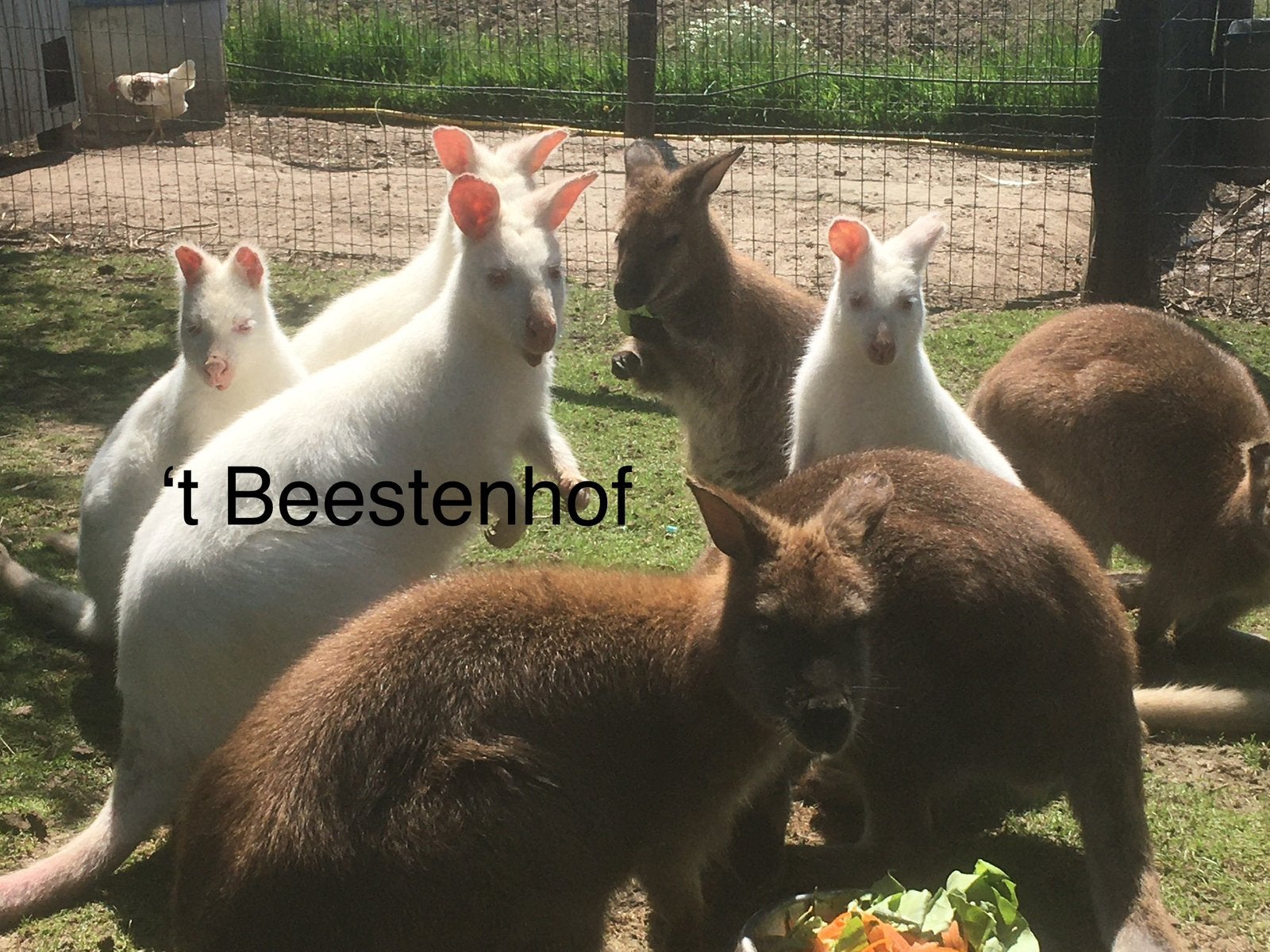 Wallaby, Dieren en Toebehoren, Overige Dieren, Januari, Meerdere dieren