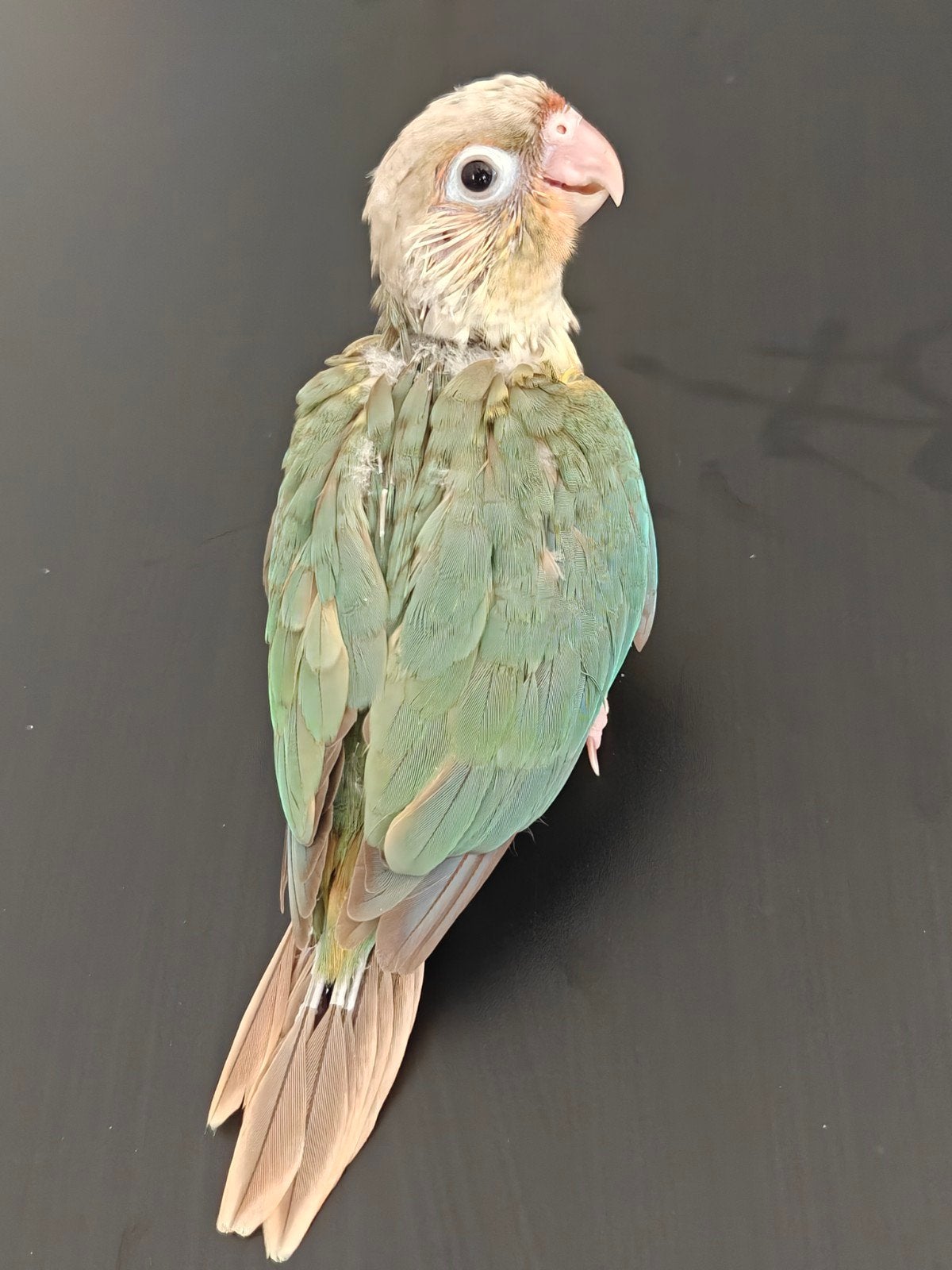 bébé conure ananas turquoise EAM apprivoisé, Enlèvement