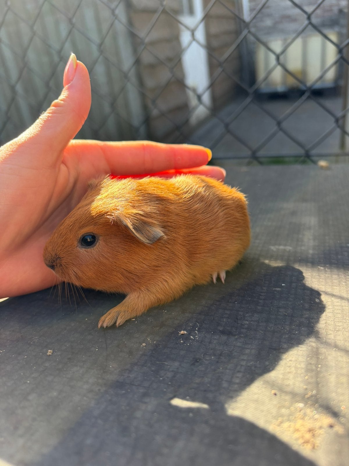 Cavia’s, Dieren en Toebehoren, Augustus, Mannelijk, Cavia