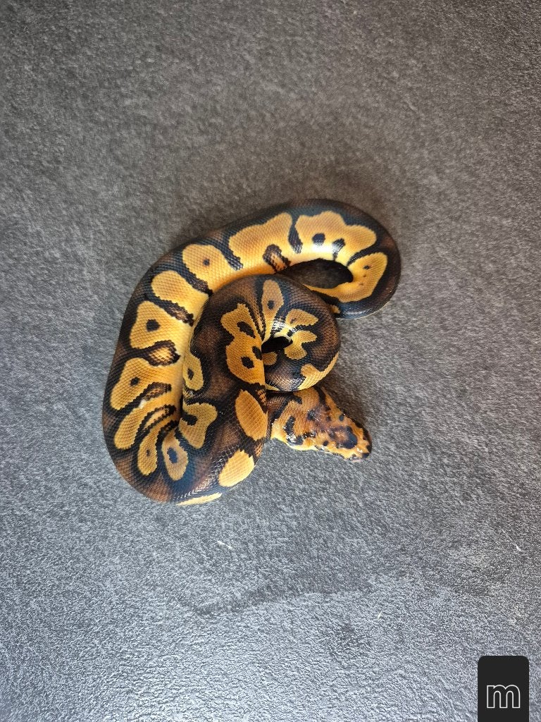 Python regius nc2026 Ball Python photo 5