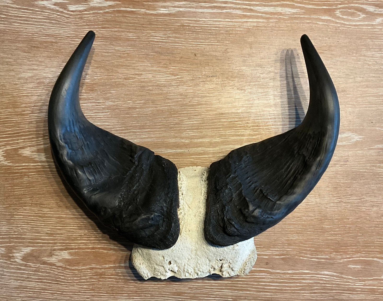 Afrikaanse buffel hoorns op stuk skull, Ophalen of Verzenden, Zo goed als nieuw, Boho