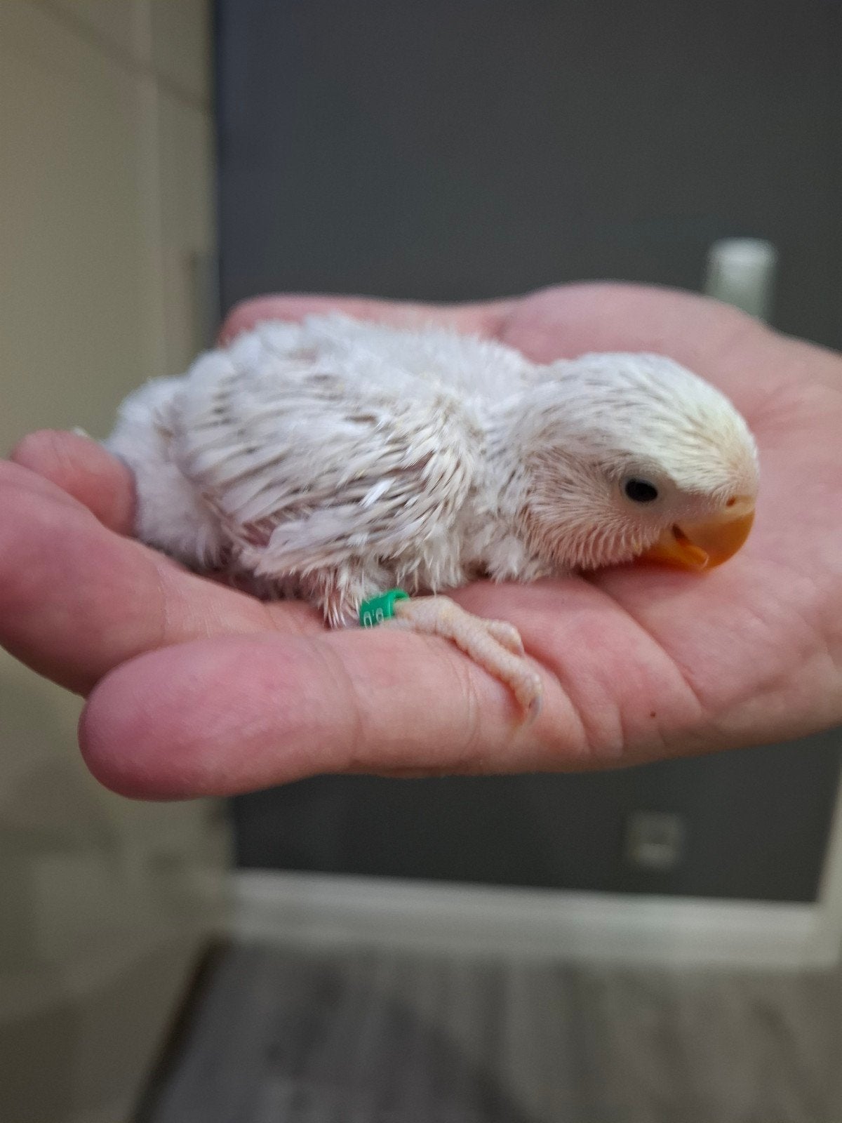 agapornis roseicollie baby handtam wit lichtpaars