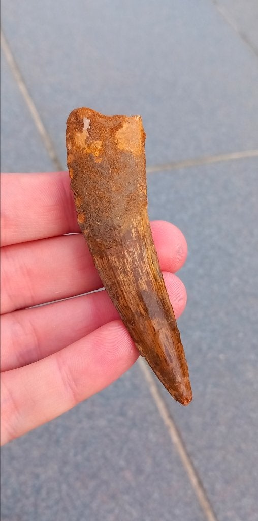 Superbes fossiles de dinosaures à dents de spinosaure, Collections, Enlèvement ou Envoi, Fossile