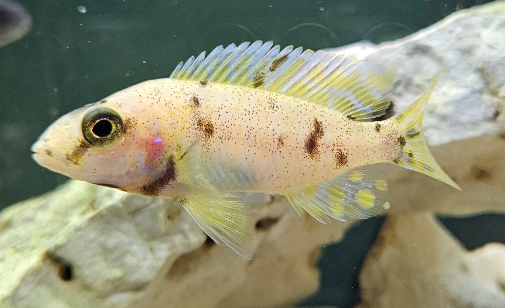 Aulonocara Yellow Berry malawi cichlide, Vis, Zoetwatervis
