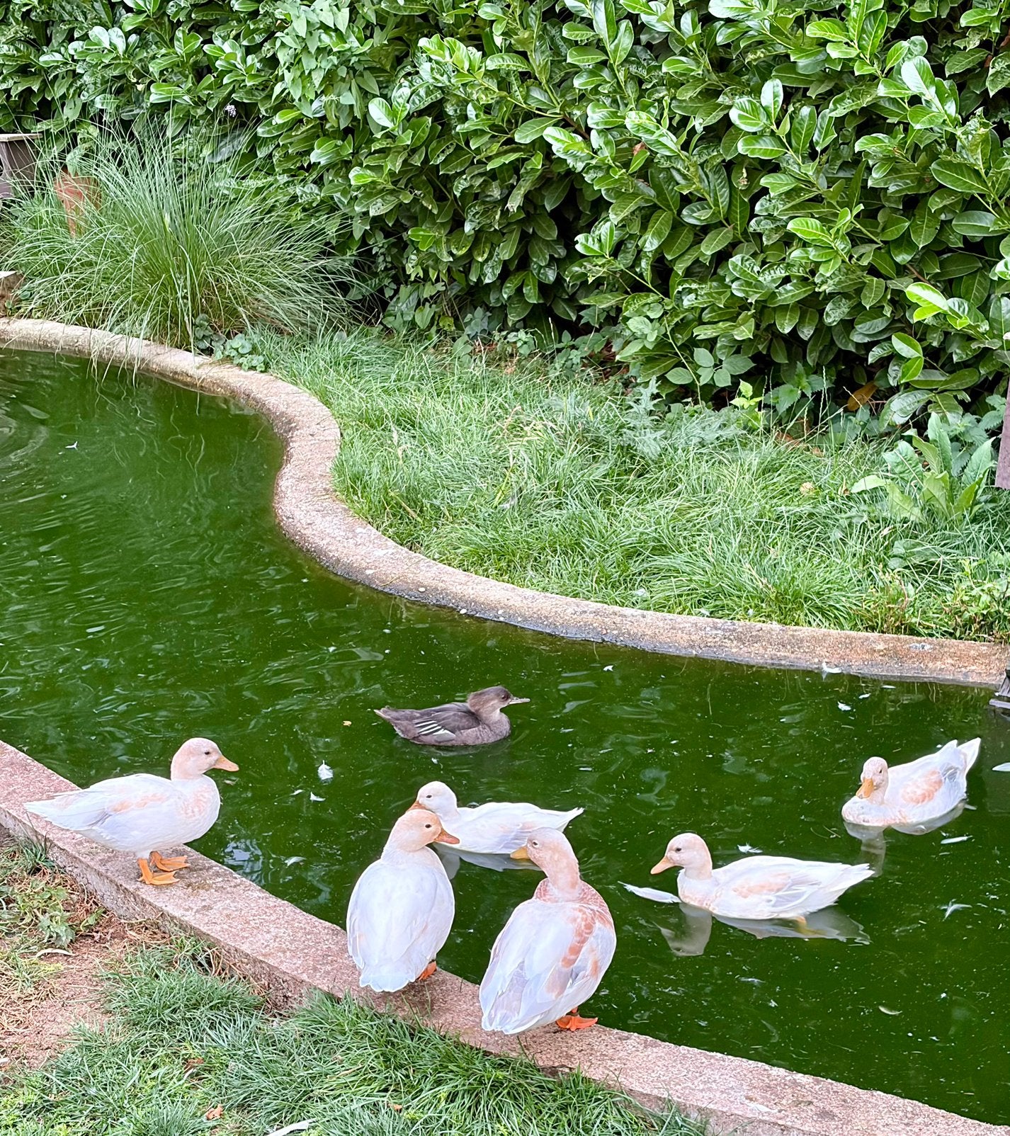 Hollandse kwakers, Plusieurs animaux, Canard