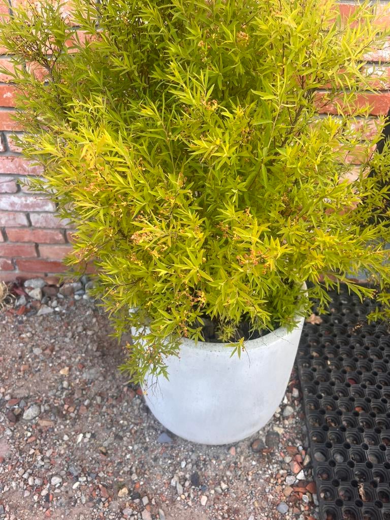 Mooie planten en stenen pot 2 stuks, Ophalen