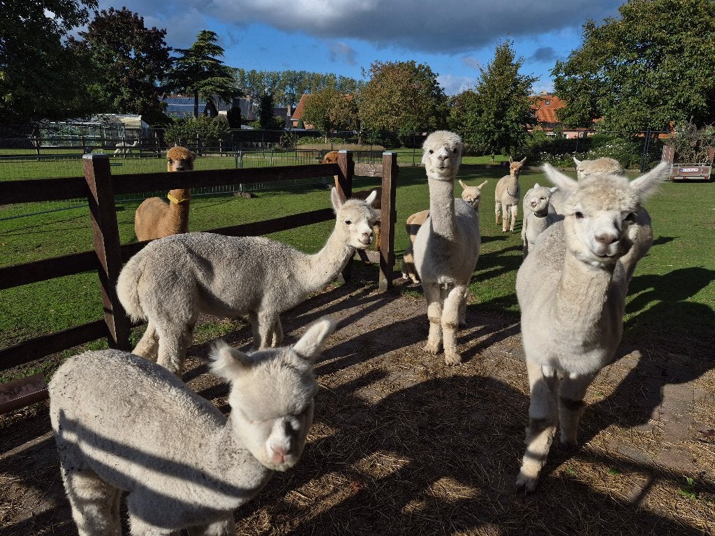 diverse alpacas, Juni, Meerdere dieren