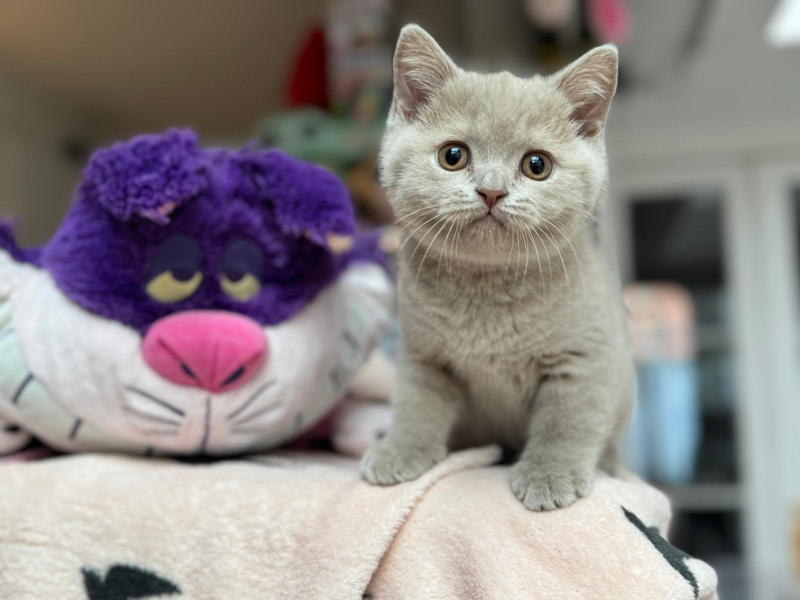 British shorthair, Plusieurs animaux, Avec pedigree, 0 à 2 ans