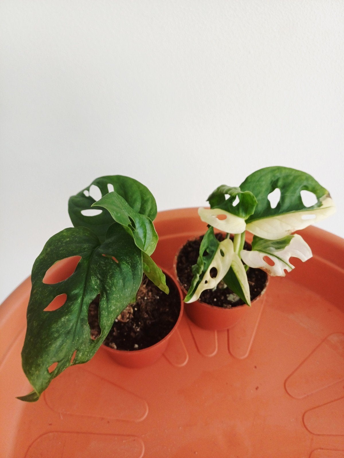 Lot de 2 Monstera Adansonii variegata, Autres espèces, En pot, Enlèvement ou Envoi, Moins de 100 cm