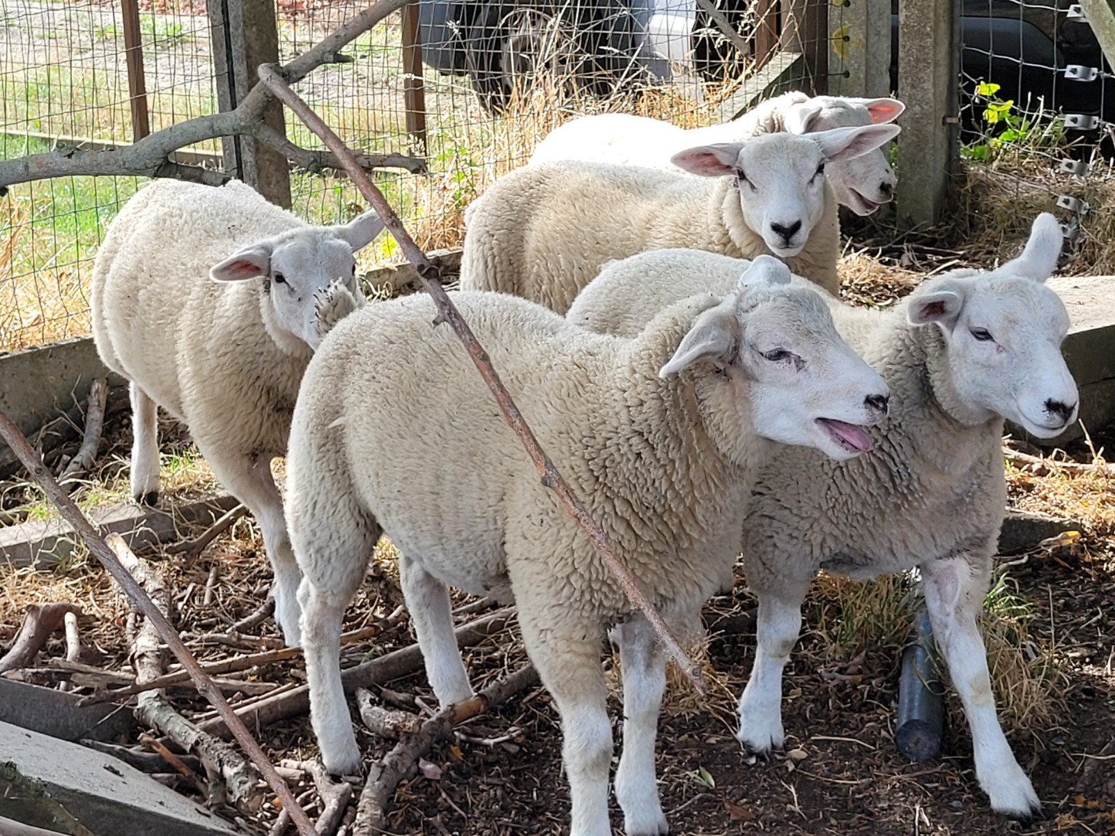 Jeune Texel français de race pure (3 1/2mois)