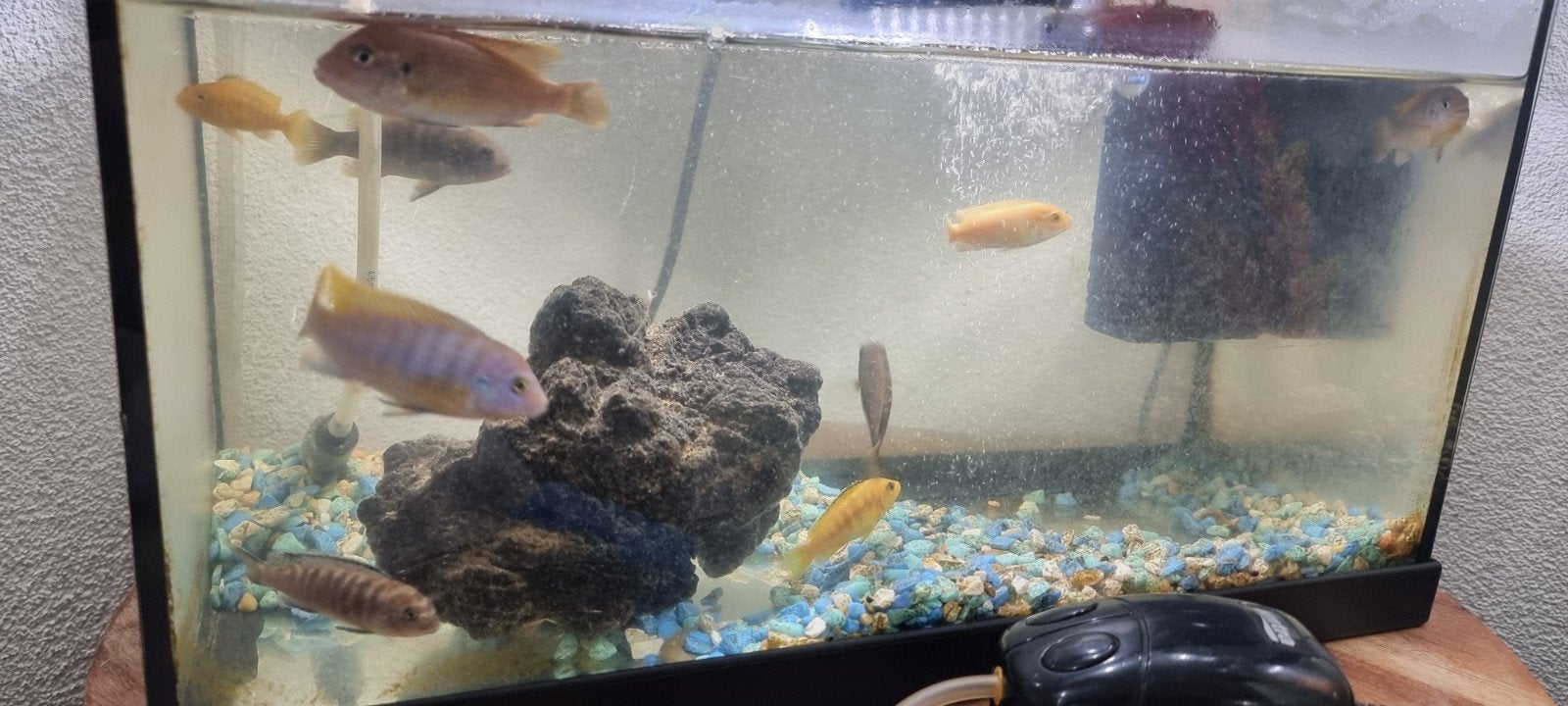 9 cichlide vissen te koop, Ophalen