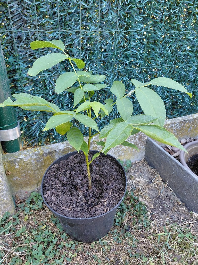 okkernotenboom (walnotenboom), Ophalen, Walnotenboom