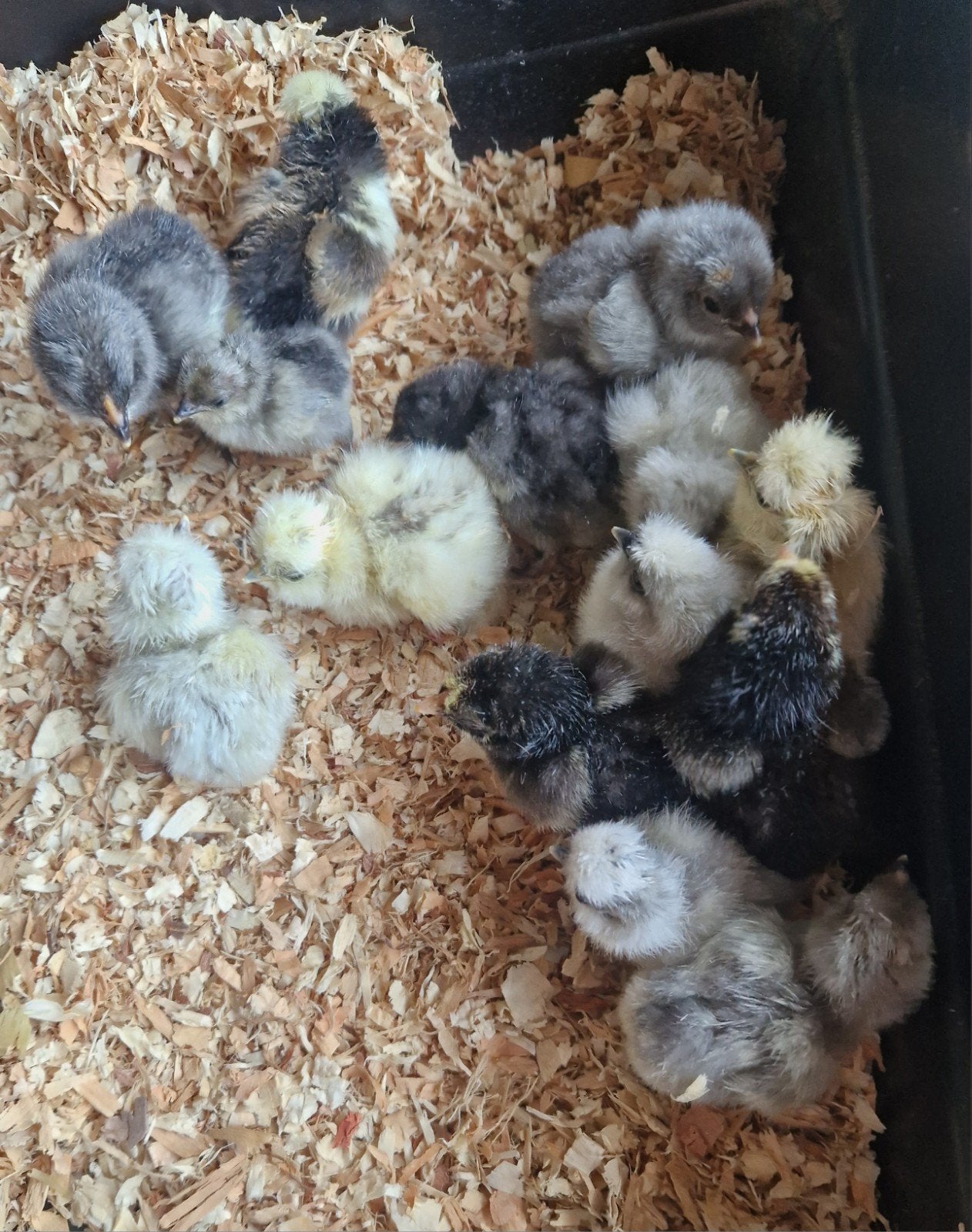 Ééndagskuikentjes🐥, Dieren en Toebehoren, Pluimvee