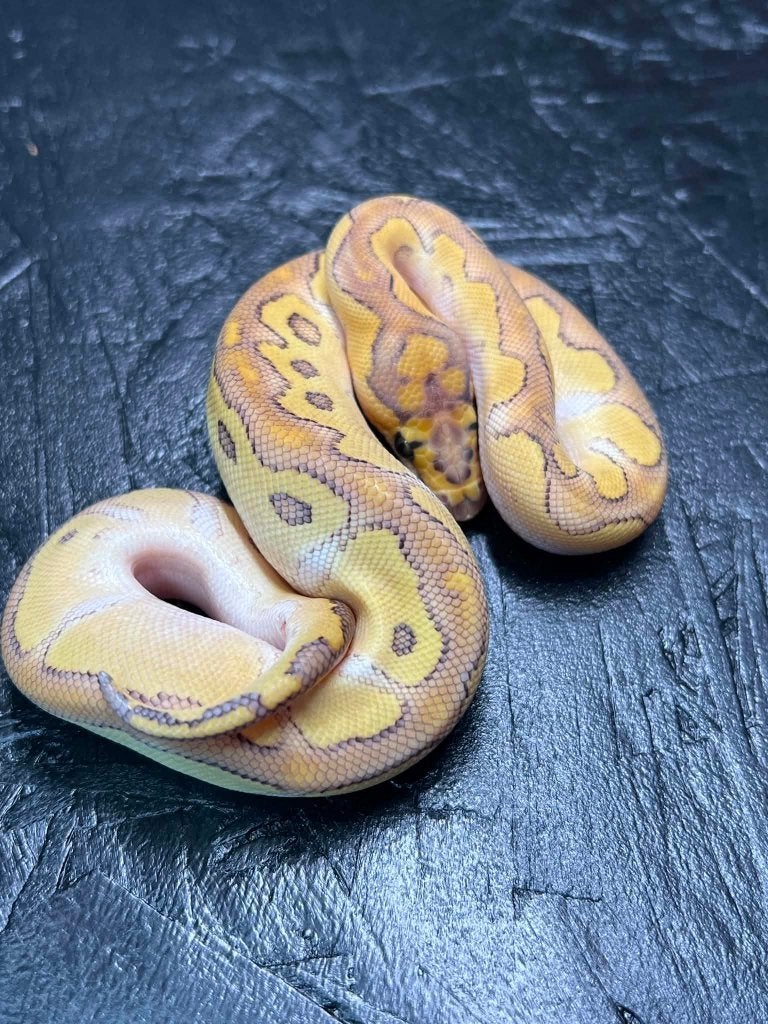 ball python nakweek 2026 BEURS HAM/HOUTEN, Dieren en Toebehoren, Slang, Tam, 0 tot 2 jaar