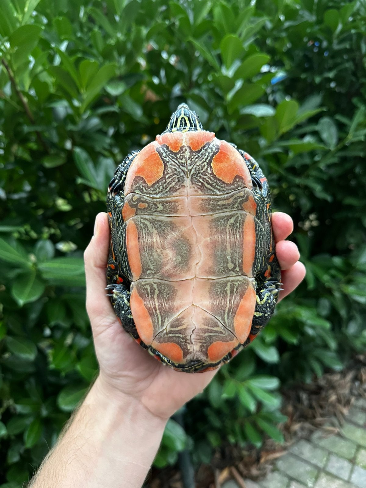 Westelijke sierschildpad - Chrysemys picta belli, Dieren en Toebehoren, Schildpad