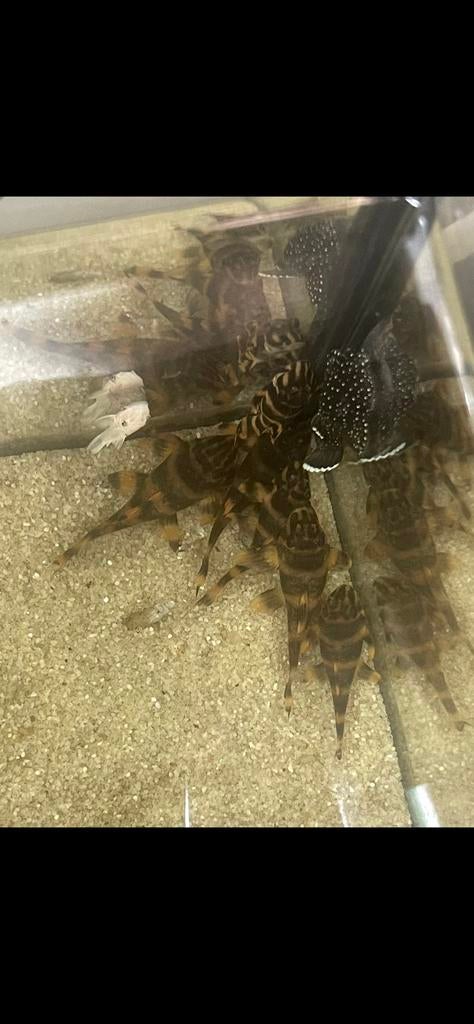 L306 Pleco (Panaqolus claustellifer)