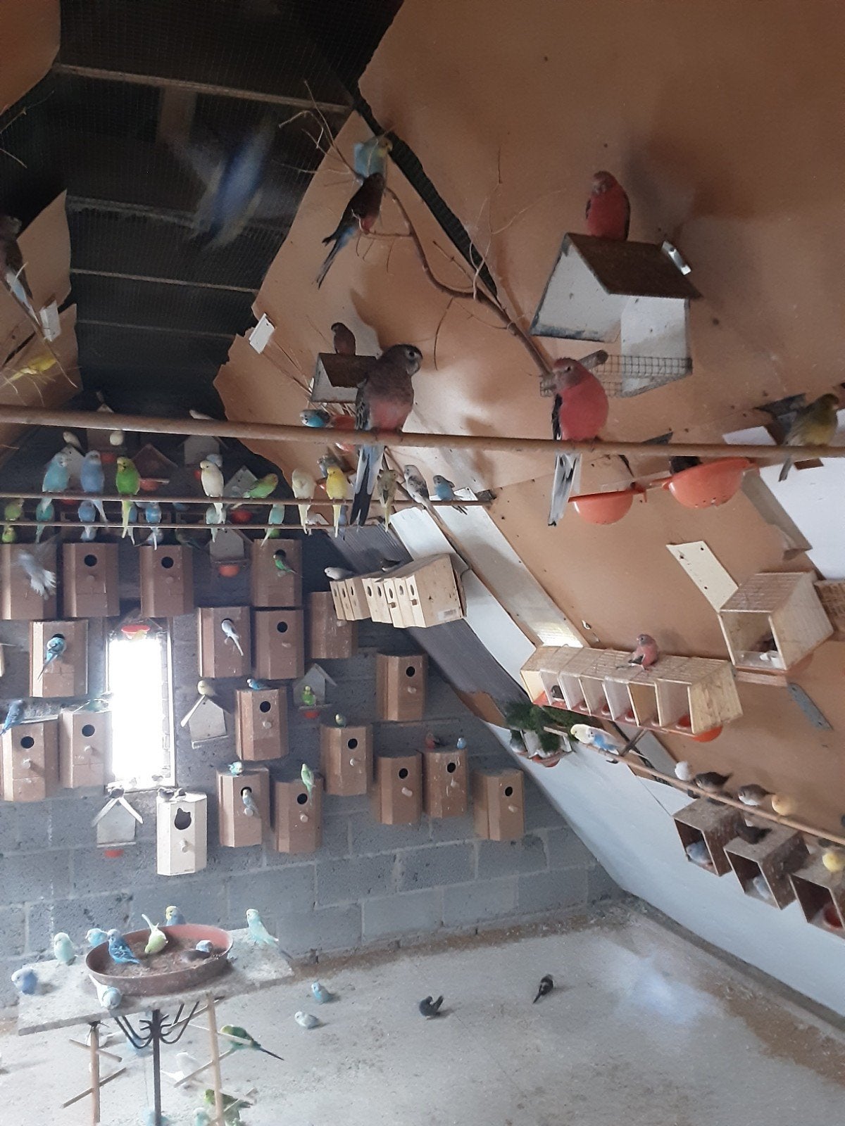 8kanaries van 2024  te koop denk nog 3poppen en 5 man, Animaux & Accessoires