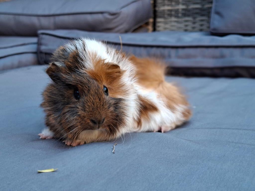 Mooie peruvian cavia's, Dieren en Toebehoren, Meerdere dieren, Tam, Maart, Cavia