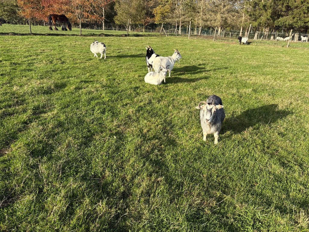 Dwerggeiten, Dieren en Toebehoren, Vrouwelijk, Geit, 0 tot 2 jaar
