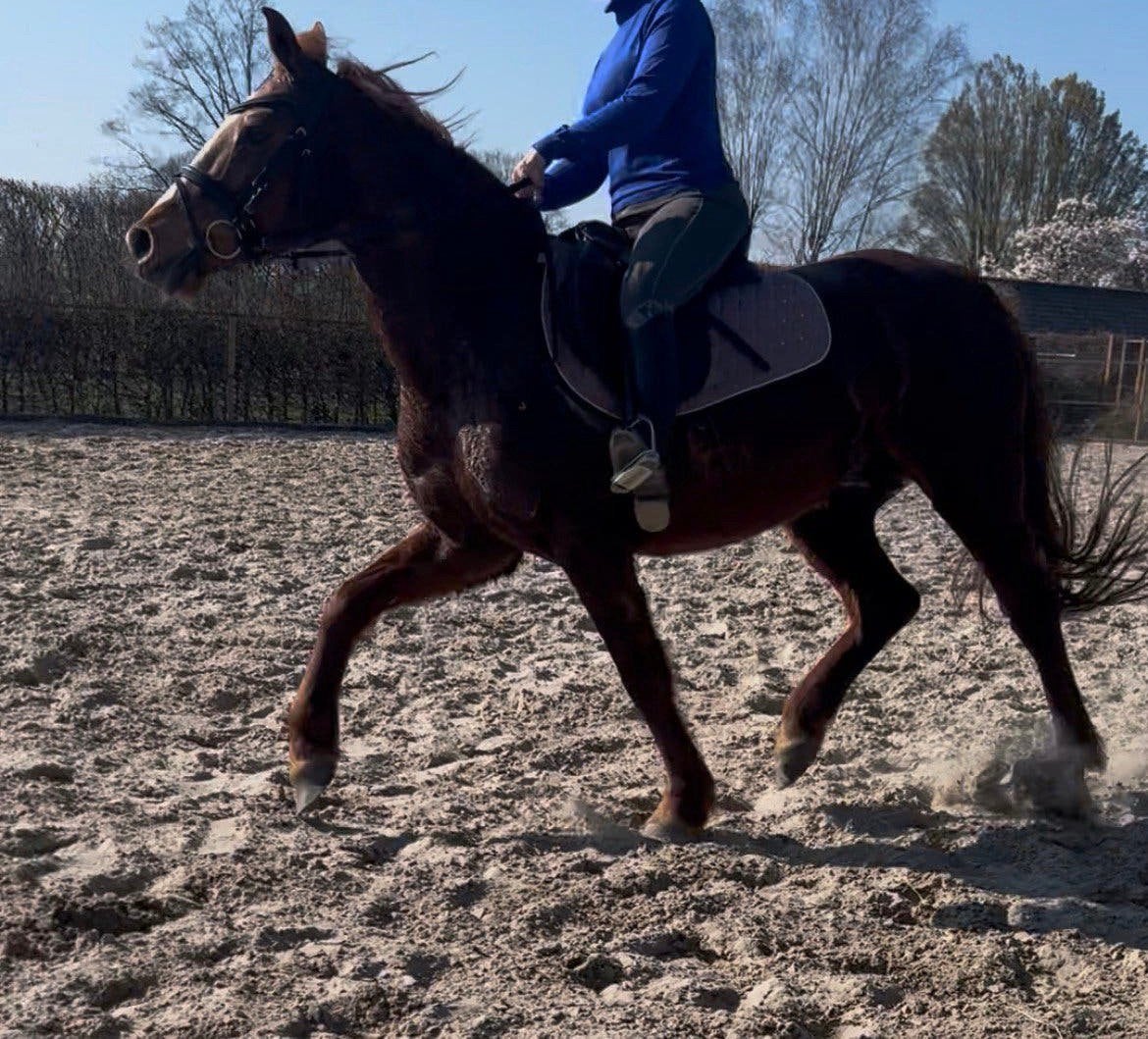 20 jarige d ponny merrie, Jument