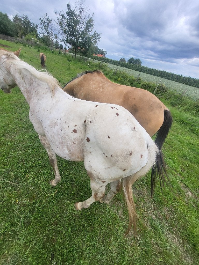 2 jarige appaloosa ruin, Dieren en Toebehoren, Ruin