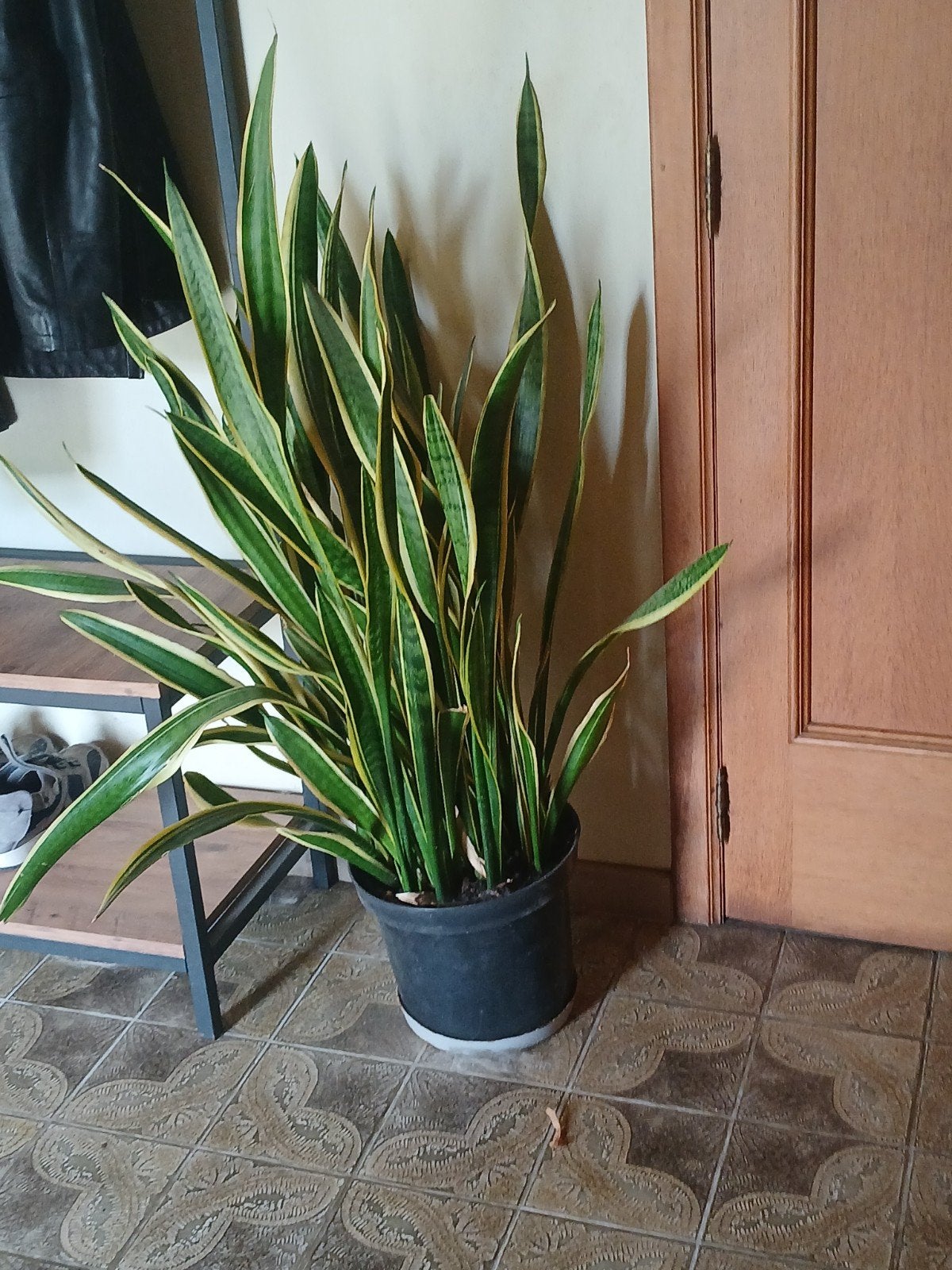 kamerplanten +pot, Ophalen