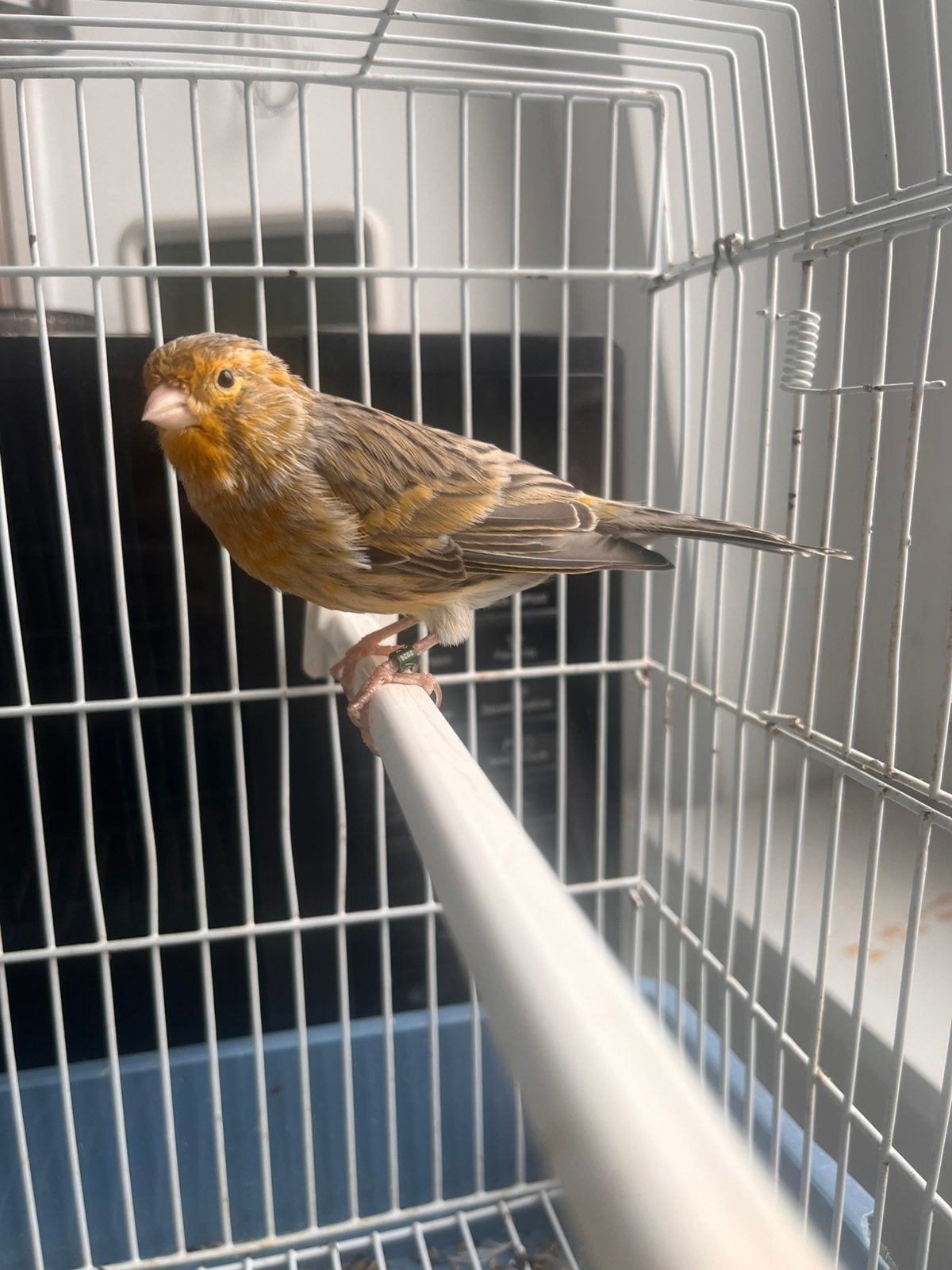 Canari 2026