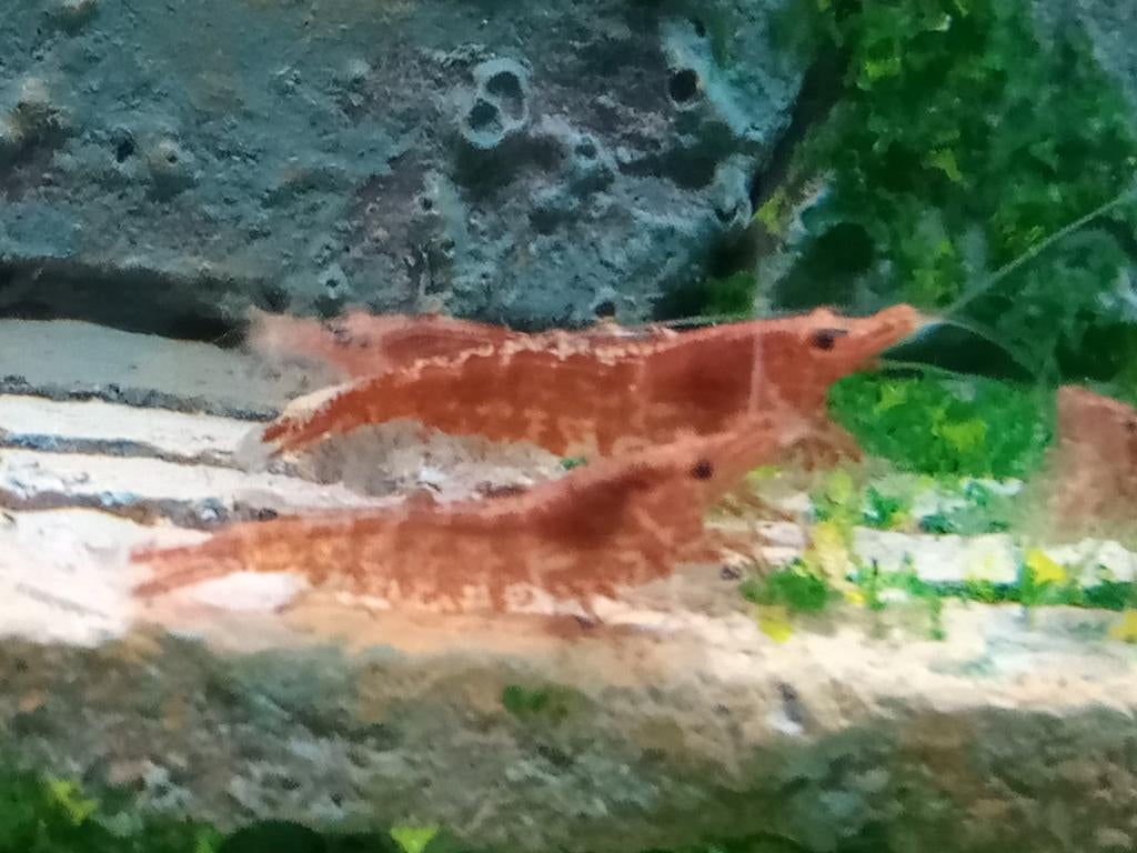 Mooie rode vuurgarnalen, Dieren en Toebehoren, Kreeft, Krab of Garnaal, Zoetwatervis, Schoolvis