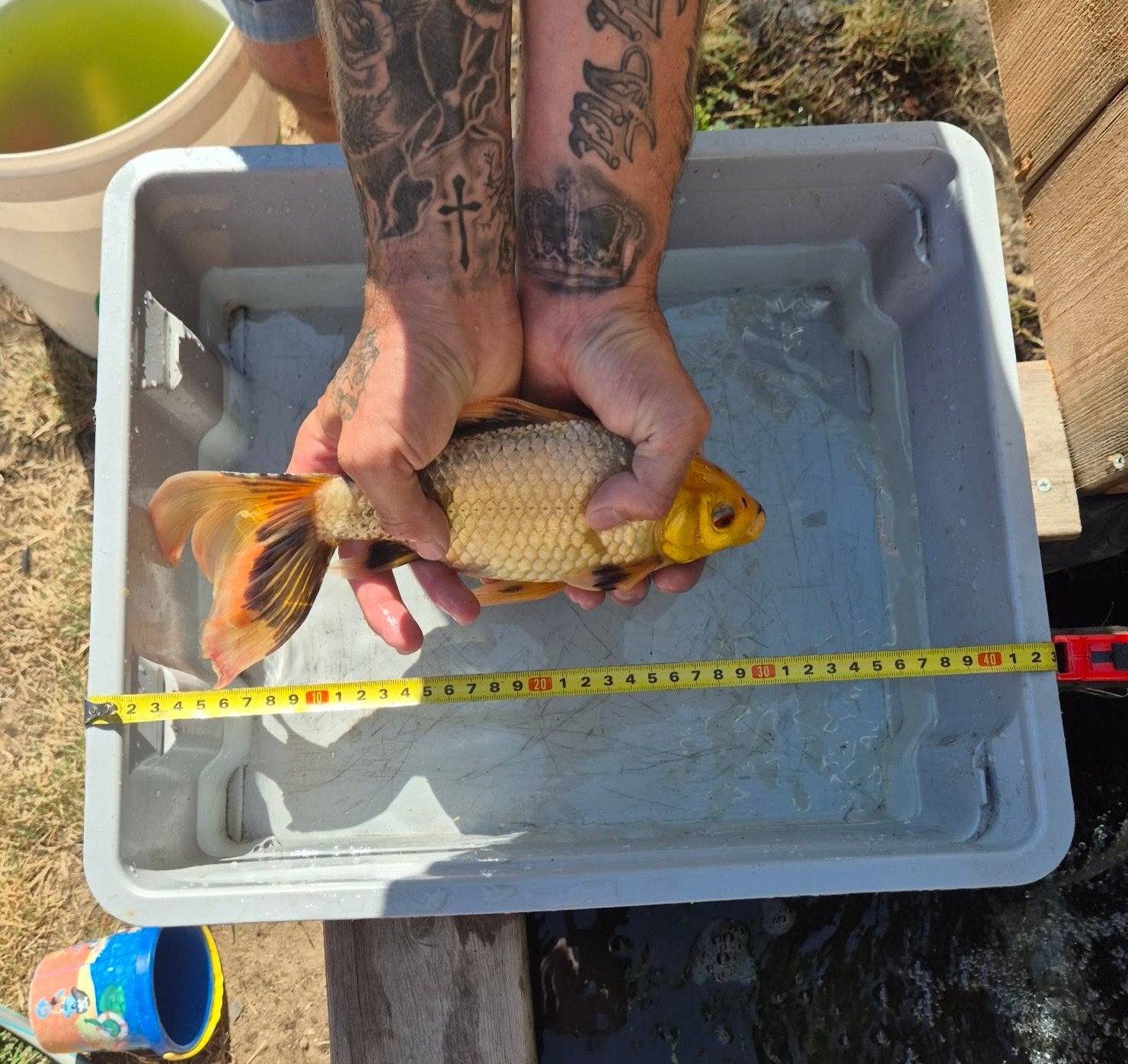 goudvis sluierstaart, Animaux & Accessoires, Poissons | Poissons d'étang, Poisson(s) rouge(s)