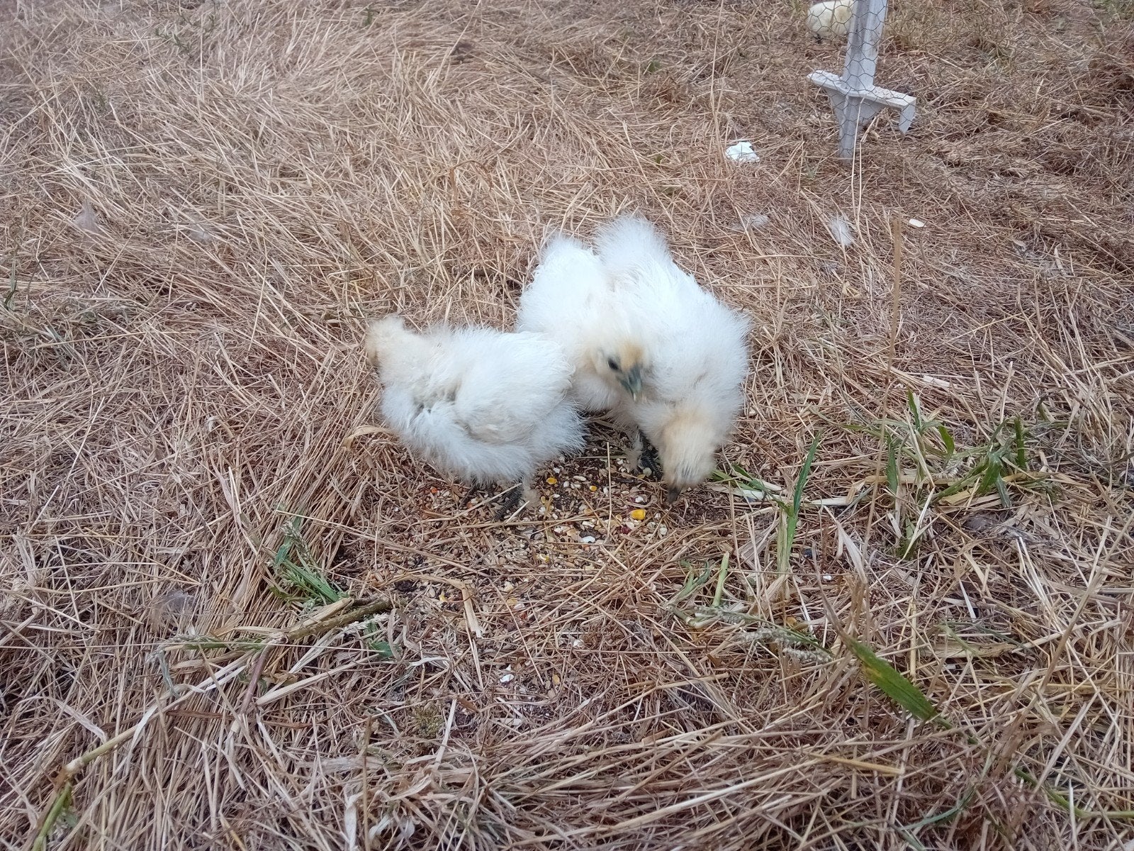 poussins de volaille à soie, Animaux & Accessoires, Sexe inconnu, Poule ou poulet