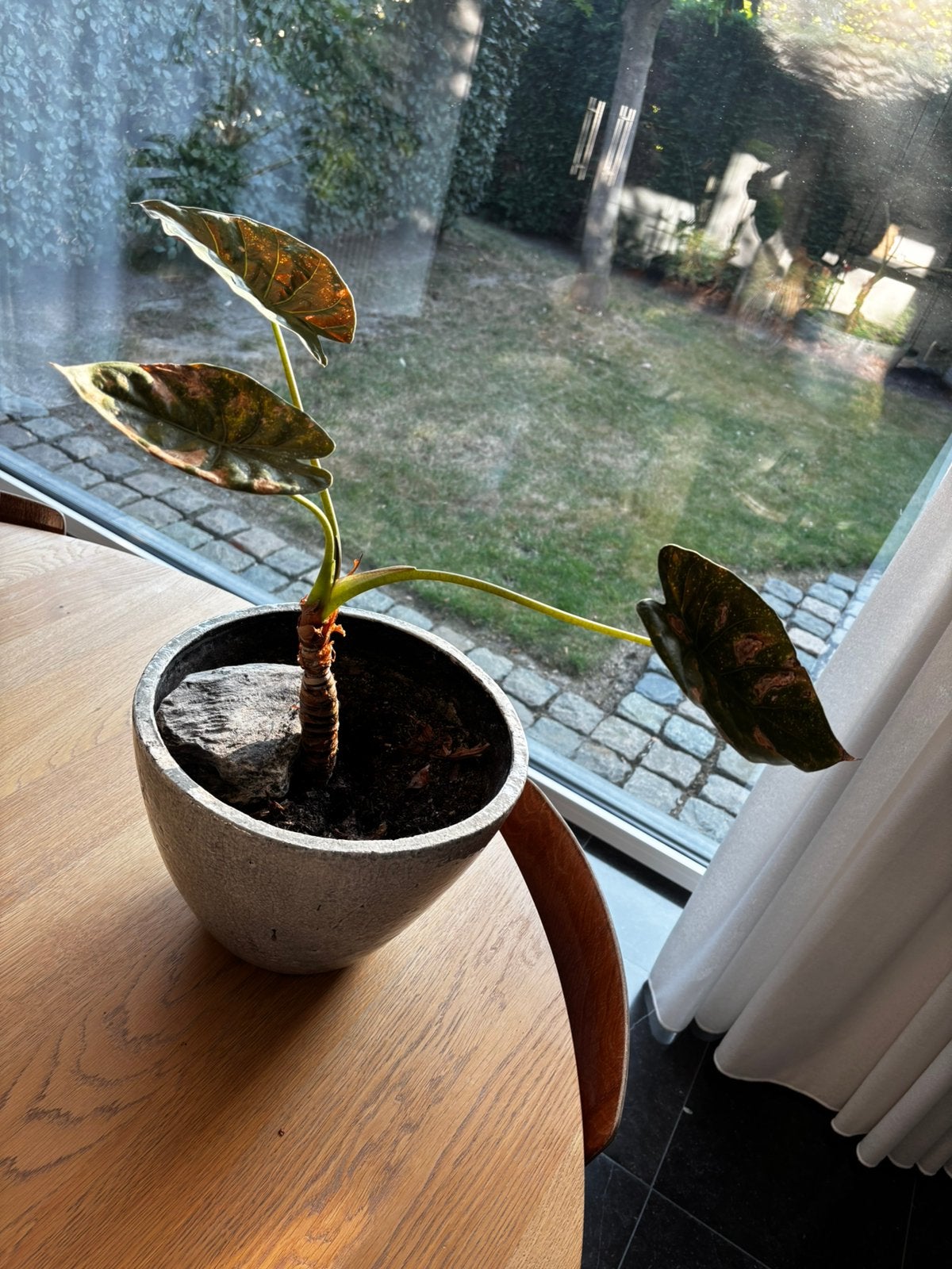Alocasia Wentii, Enlèvement