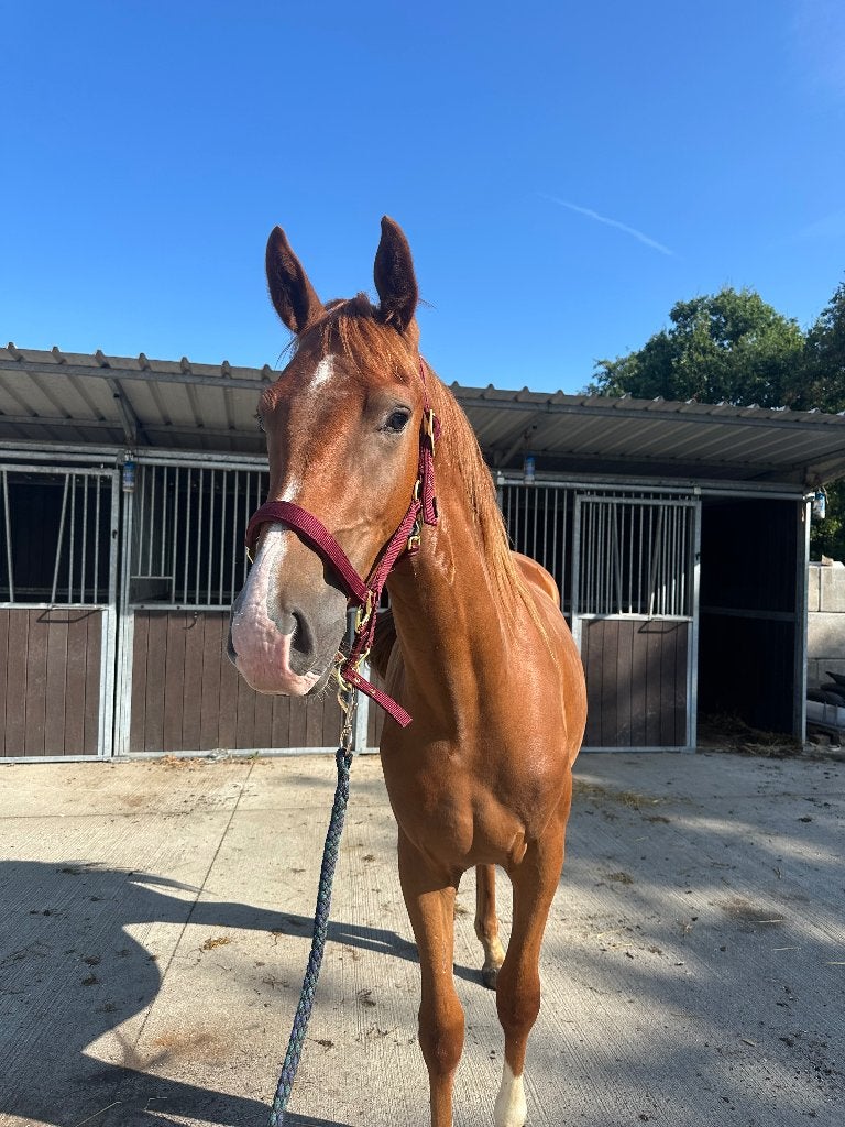2jarige dressuurruin, Cheval de dressage, 165 à 170 cm, 0 à 2 ans, Non dressé