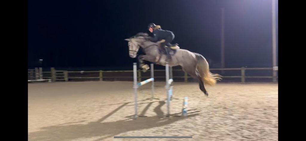 Plaats vrij voor trainingspaarden, Dieren en Toebehoren, Paarden, Springpaard