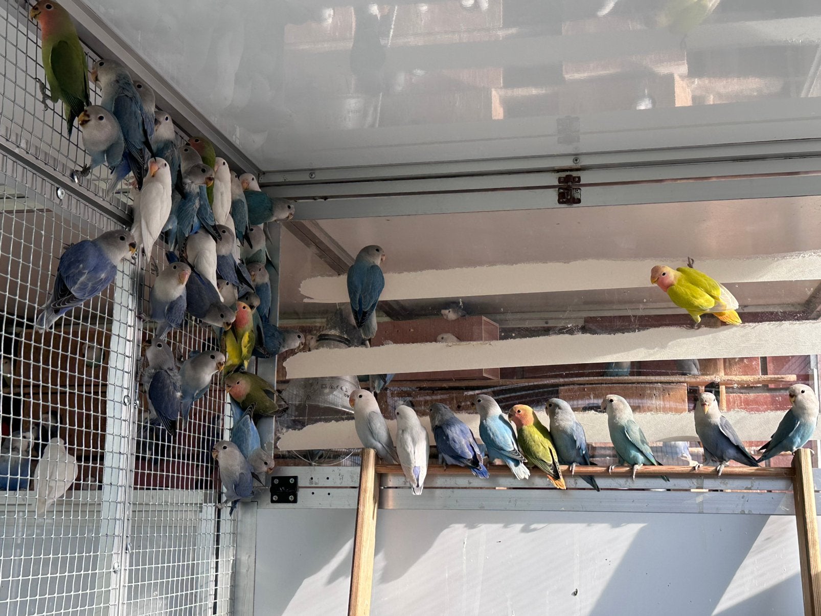 Roseicollis 2026 te koop, Dieren en Toebehoren, Vogels | Parkieten en Papegaaien, Geslacht onbekend, Dwergpapegaai of Agapornis