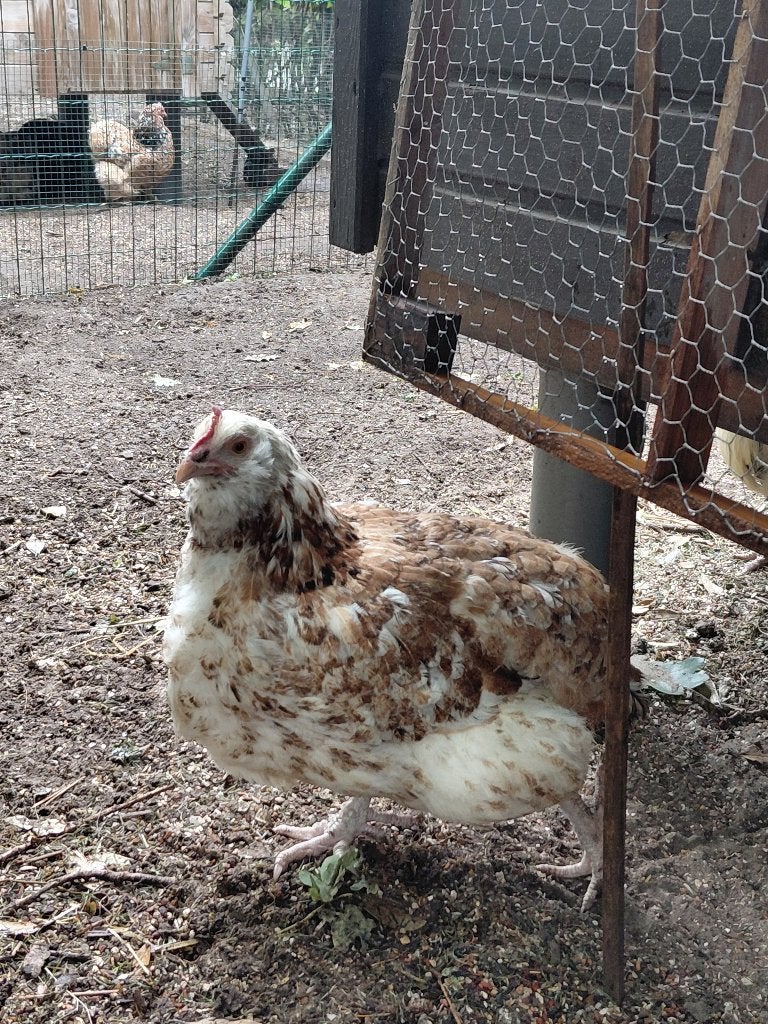 Kippen, Dieren en Toebehoren, Pluimvee, Vrouwelijk, Kip